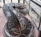 19 Feet Giant Python Spotted in Odisha