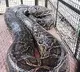 19 Feet Giant Python Spotted in Odisha