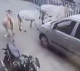 Calf came under the car the cow came running and stood in front of the car