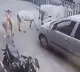 Calf came under the car the cow came running and stood in front of the car