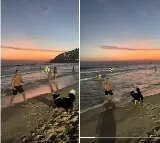 Dog playing football in brazil