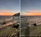 Dog playing football in brazil