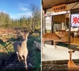 A Deer in Japan politely waiting for traffic to stop before crossing