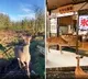 A Deer in Japan politely waiting for traffic to stop before crossing