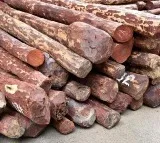 No Demand For Sandalwood In Global Market