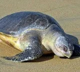 Olive Ridley Turtle Deaths on Kakinada Coast: Pawan Kalyan Orders Investigation