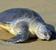 Olive Ridley Turtle Deaths on Kakinada Coast: Pawan Kalyan Orders Investigation