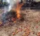 Farmer sets fire to tomato crop over abysmally low prices in Medak
