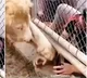 Lion politely insists visitors obey the rules