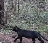 Rare Melanistic Leopard With Cub Spotted In Odishas Nayagarh