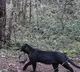 Rare Melanistic Leopard With Cub Spotted In Odishas Nayagarh