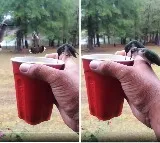 Wings Beating Too Fast to See: Viral Video of a Tiny Bird Creates Buzz