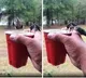 Wings Beating Too Fast to See: Viral Video of a Tiny Bird Creates Buzz