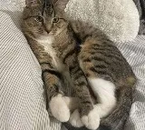 Human Metapneumovirus and Cat Virus Stir Panic in China