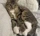 Human Metapneumovirus and Cat Virus Stir Panic in China