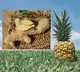 why pineapple and ginger are perfect pair for weight loss