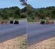 Porcupine parents protecting babies from leopard