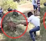 Viral: Man Shows Incredible Bravery, Holds Leopard’s Tail to Stop Its Escape