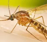Australian Scientists Develop a Novel Mosquito Control Method