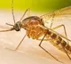 Australian Scientists Develop a Novel Mosquito Control Method