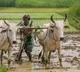 PM-KISAN Scheme: 'Farmer Identification ID' Mandatory for New Beneficiaries