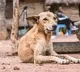 20 stary dogs killed in Sanga Reddy district by throwing from bridge