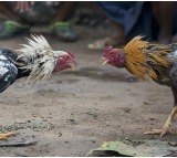 Police Destroy Cockfight Arenas in Several Villages of Eluru District