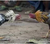 Police Destroy Cockfight Arenas in Several Villages of Eluru District