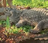 Crocodiles found in IT searches in Madhya Pradesh