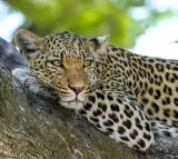 Leopard Spotted at Agricultural University in Hyderabad