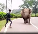 Viral Video: Youth Provokes Elephant, IFS Officer Warns