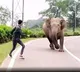 Viral Video: Youth Provokes Elephant, IFS Officer Warns
