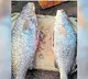 Atchutapuram Fishermen Catches Kachidi Fish
