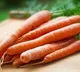 Carrots controls diabetes