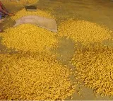 Telangana Receives Sankranti Gift: Union Minister Piyush Goyal to Inaugurate National Turmeric Board Today