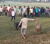 Pigs fight conducted in AP