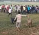 Pigs fight conducted in AP