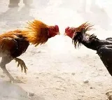 Record-Breaking Bets Mark Cockfighting in Andhra Pradesh's Sankranti Festivities