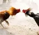 Record-Breaking Bets Mark Cockfighting in Andhra Pradesh's Sankranti Festivities