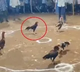Smart Rooster Wins Bhimavaram Cockfight Without Fighting