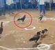 Smart Rooster Wins Bhimavaram Cockfight Without Fighting