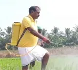 Palakollu MLA And Minister Nimmala Ramanaidu In Agriculture Work