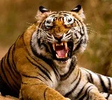 Tiger killed woman in Wayanad