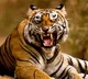 Tiger killed woman in Wayanad