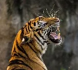 Tiger Kills Woman in Kerala; Government Orders Its Elimination