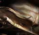 Mythological Film Kannappa: Prabhas' Look Announcement Draws Excitement