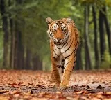 Kerala Forest Officials Find Man-Eater Tiger Dead; Shocking Postmortem Discovery