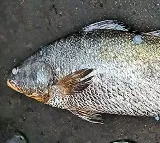 Kachidi fish that sold about 4 lakh rupees