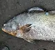 Kachidi fish that sold about 4 lakh rupees