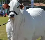 Nellore Breed Cow Sold for ₹40 Crore in Brazil, Enters Guinness World Records